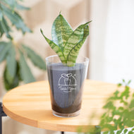 【土を使わない観葉植物】テーブルプランツ(Table Plants) サンスベリア