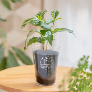 【土を使わない観葉植物】テーブルプランツ(Table Plants) コーヒーの木