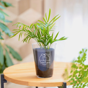 【カンパイプランツ！】テーブルプランツ(Table Plants) テーブルヤシ×amabro GRIP MUG セット（土を使わない観葉植物）