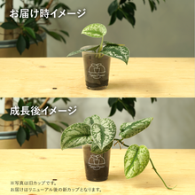 画像をギャラリービューアに読み込む, 【土を使わない観葉植物】テーブルプランツ(Table Plants) スキンダプサス
