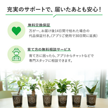 画像をギャラリービューアに読み込む, 【土を使わない観葉植物】テーブルプランツ(Table Plants)ガーデンベアカップ
