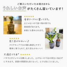 画像をギャラリービューアに読み込む, 【ペットが居ても安心！】土を使わない観葉植物テーブルプランツ(Table Plants) 3種セット
