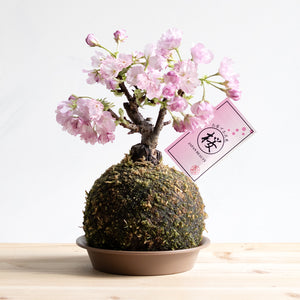 【再入荷】苔玉さくら(旭山桜)