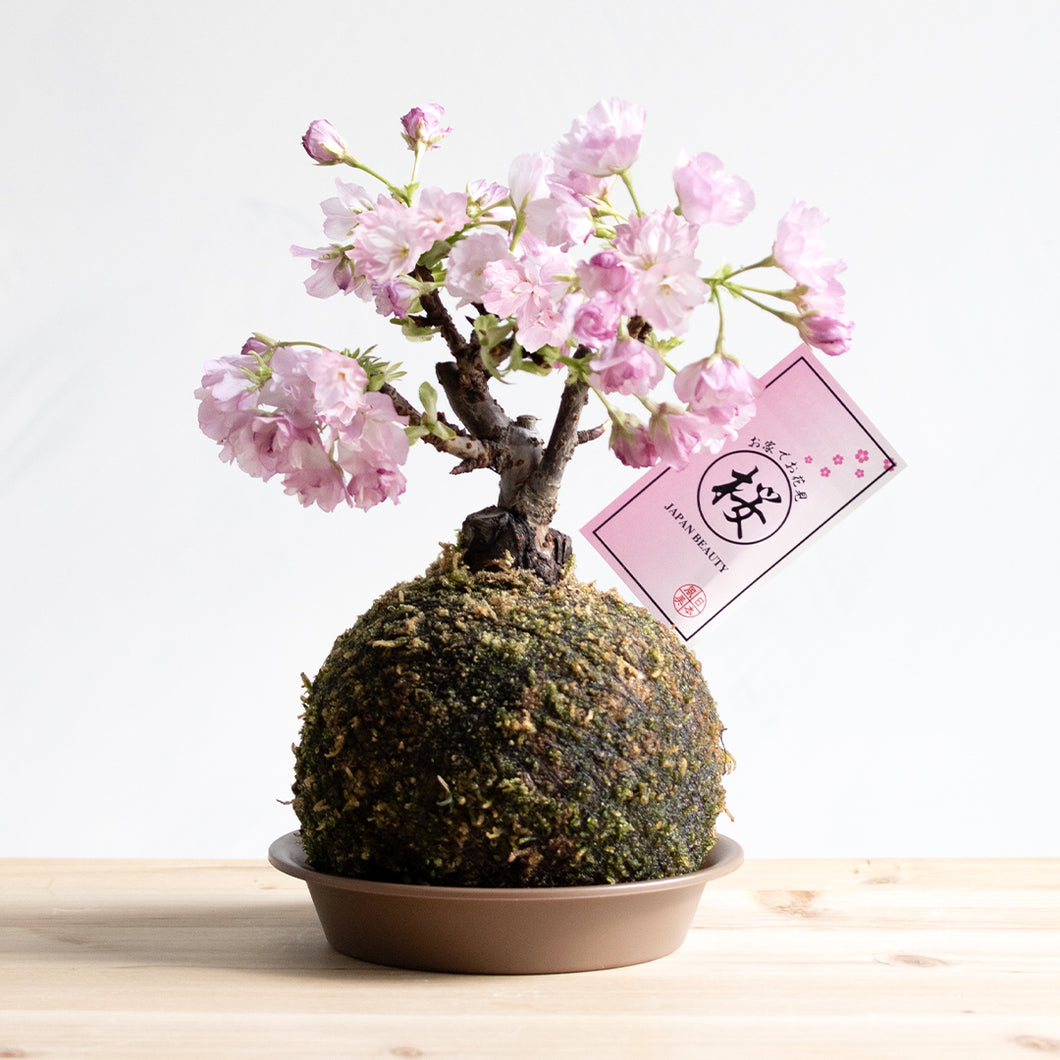 【再入荷】苔玉さくら(旭山桜)