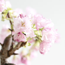 画像をギャラリービューアに読み込む, 【再入荷】苔玉さくら(旭山桜)

