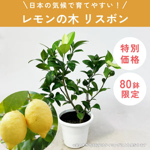 【数量限定】実付きレモンの木（リスボン） 5号 ※予約商品:6/29まで 出荷予定:7/4