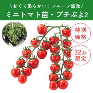 【限定32鉢】実付きミニトマト（プチぷよ2）野菜苗 5号 ※予約商品:6/29まで 出荷予定:7/4