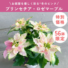 画像をギャラリービューアに読み込む, 【限定56鉢】プリンセチア・ロゼマーブル 4号 ※予約商品:11/23まで 出荷予定:11/28
