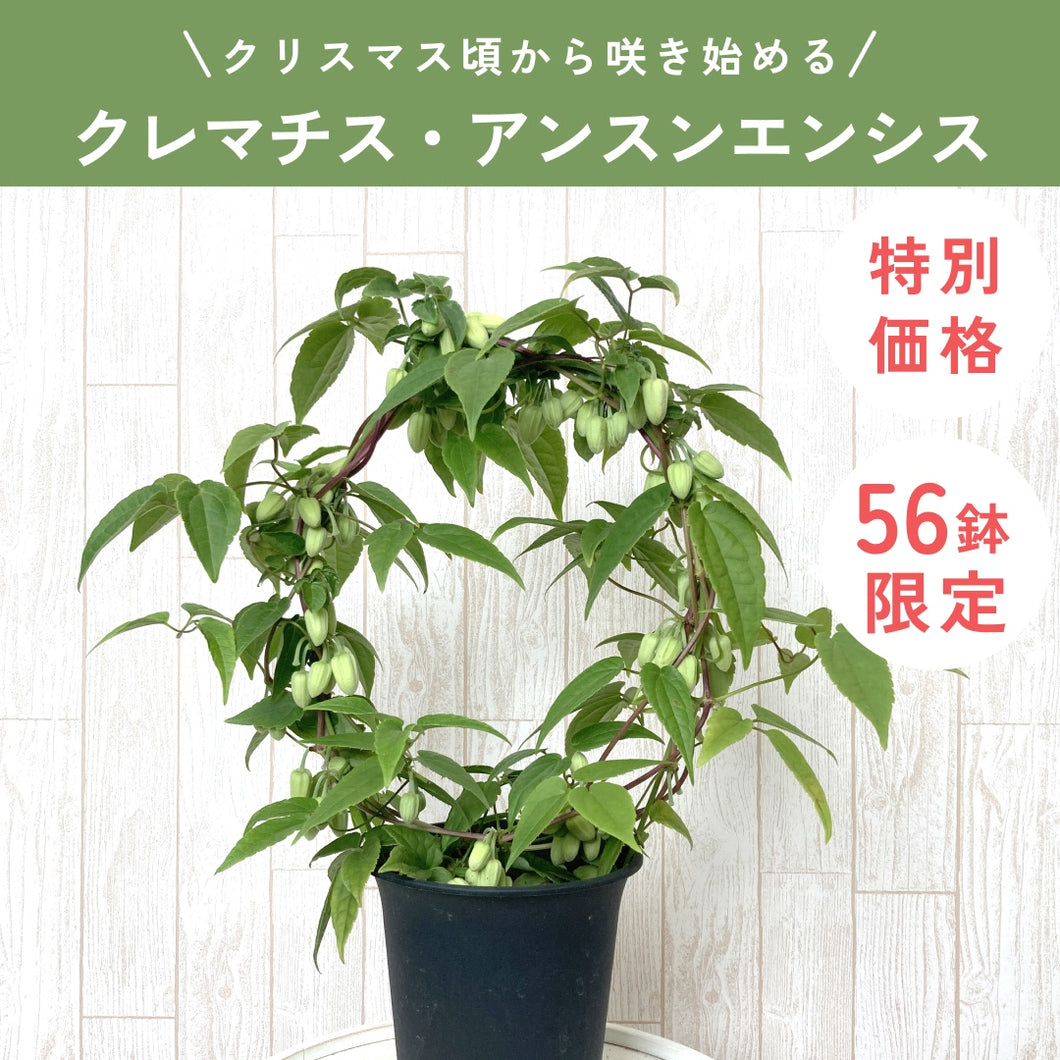 【限定56鉢】クレマチス・アンスンエンシス 4号 リング仕立て ※予約商品:12/7まで 出荷予定:12/12