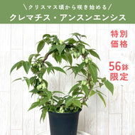 【限定56鉢】クレマチス・アンスンエンシス 4号 リング仕立て ※予約商品:12/7まで 出荷予定:12/12