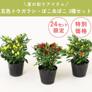 【限定24セット】五色トウガラシ・ぽこあぽこ 3種セット ※予約商品:7/13まで 出荷予定:7/18