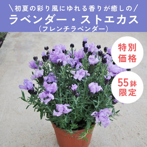 【限定55鉢】ラベンダー・ストエカス（フレンチラベンダー） 4号 ※予約商品:6/15まで 出荷予定:6/20