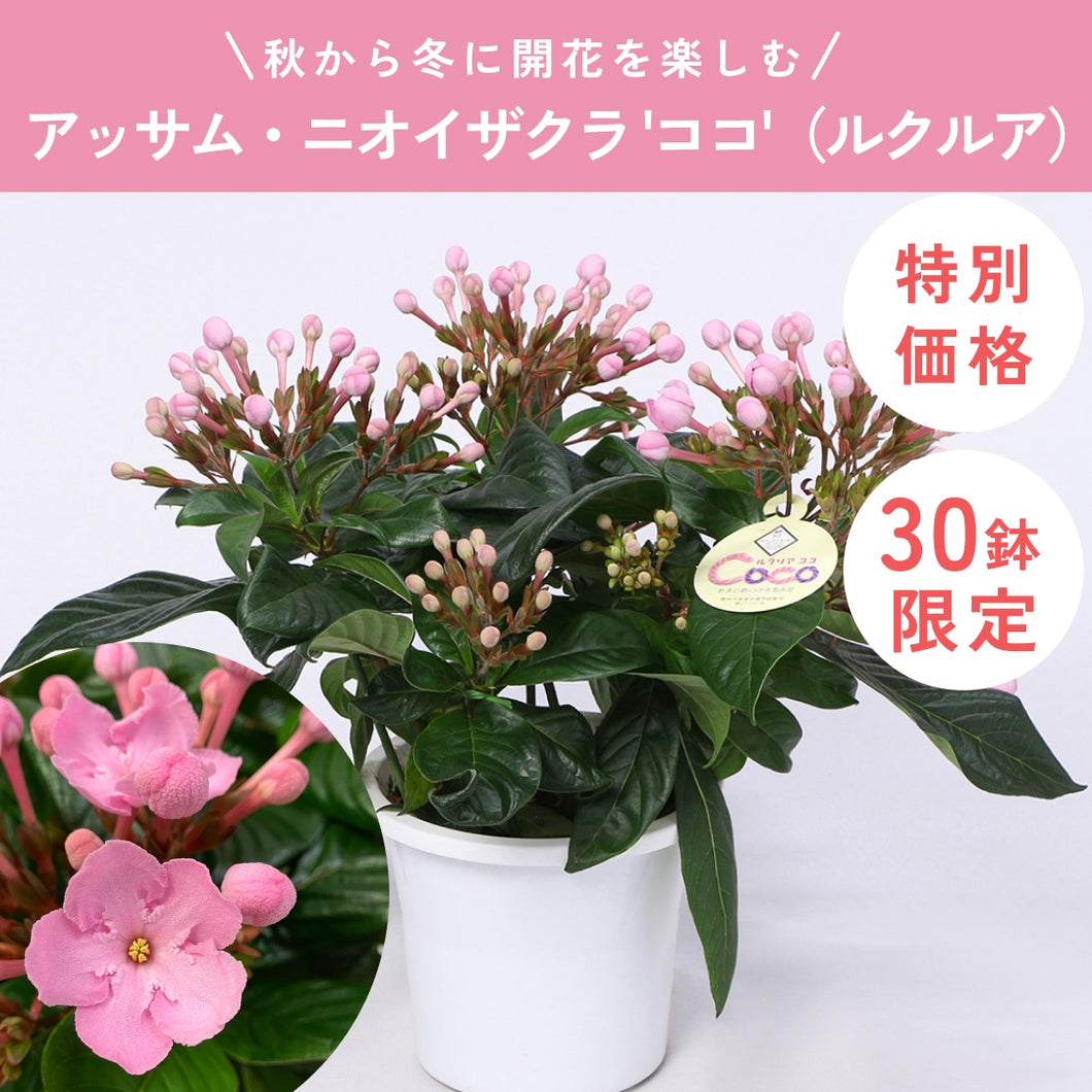 【限定30鉢】アッサム・ニオイザクラ 'ココ'（ルクルア） 5号  ※予約商品:12/7まで 出荷予定:12/12