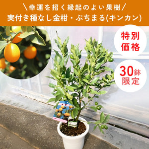 【限定30鉢】実付き種なし金柑・ぷちまる(キンカン) 6号 ※予約商品:10/26まで 出荷予定:10/31
