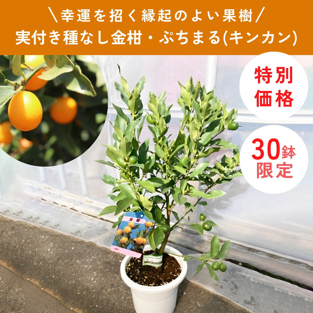 【限定30鉢】実付き種なし金柑・ぷちまる(キンカン) 6号 ※予約商品:10/26まで 出荷予定:10/31