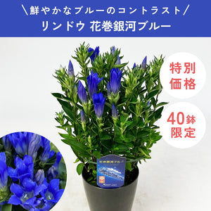 【限定40鉢】リンドウ 花巻銀河ブルー 4号