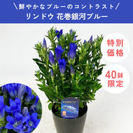 【限定40鉢】リンドウ 花巻銀河ブルー 4号