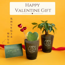 画像をギャラリービューアに読み込む, 【土を使わない観葉植物】テーブルプランツ（Table Plants）ハートホヤ バレンタインセット数量限定
