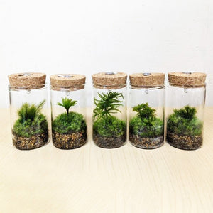 【予約商品：1/19以降発送】苔テラリウムミニ アソート LED付 2鉢セット 高さ約9cm