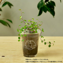 画像をギャラリービューアに読み込む, 【土を使わない観葉植物】テーブルプランツ(Table Plants) ワイヤープランツ
