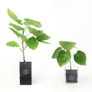 【土を使わない観葉植物】テーブルプランツ(Table Plants) フィカス・ウンベラータ