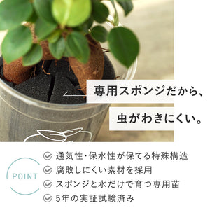【土を使わない観葉植物】テーブルプランツ(Table Plants)ガーデンベアカップ