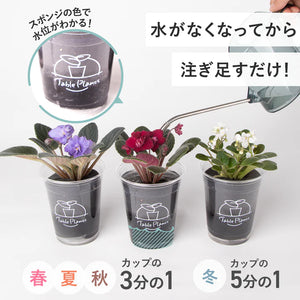 【母の日ギフト】土を使わない花 テーブルプランツ(Table Plants)セントポーリア