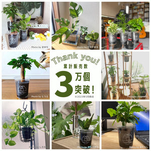 【土を使わない観葉植物】テーブルプランツ(Table Plants)ガーデンベアカップ