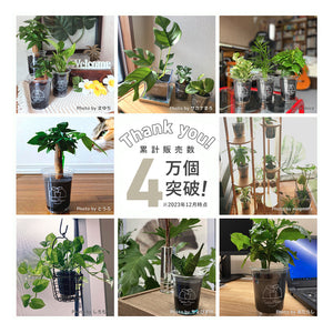【敬老の日ギフト】土を使わない植物テーブルプランツ(Table Plants) 五葉松