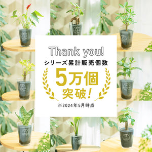 【土を使わない観葉植物】テーブルプランツ(Table Plants) お得なおすすめセット