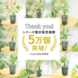 【土を使わない観葉植物】幸福を呼ぶ！ハート型のテーブルプランツ(Table Plants) アンスリウム