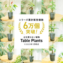 画像をギャラリービューアに読み込む, 【土を使わない観葉植物】つる性テーブルプランツ(Table Plants) グリーンネックレス
