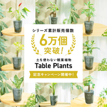 画像をギャラリービューアに読み込む, 【土を使わない観葉植物】テーブルプランツ キューブ (Table Plants CUBE)
