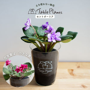 【土を使わない花】テーブルプランツ (Table Plants) セントポーリア 数量限定