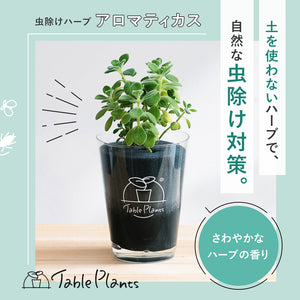 【土を使わないハーブ】ゴキブリ対策テーブルプランツ アロマティカス(Table Plants)