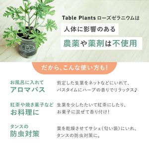 【土を使わないハーブ】蚊除けに！テーブルプランツ(Table Plants) ローズゼラニウム ※数量限定