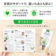 画像をギャラリービューアに読み込む, 【ギフトセット】選べるテーブルプランツ(Table Plants)2種+cu:Leaf(活力剤)セット 土を使わない観葉植物
