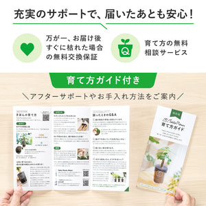 【ギフトセット】選べるテーブルプランツ(Table Plants)2種+cu:Leaf(活力剤)セット 土を使わない観葉植物