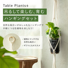 画像をギャラリービューアに読み込む, 【土を使わない観葉植物】つる性テーブルプランツ(Table Plants) ×ハンギングセット
