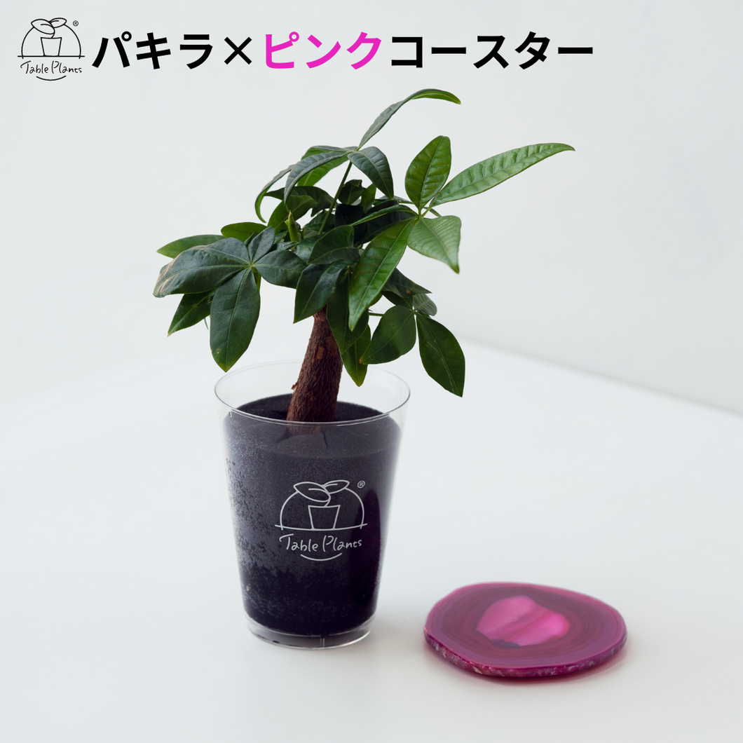 【土を使わない観葉植物】 テーブルプランツ(Table Plants) ×カラフルCRYSTAL COASTERセット