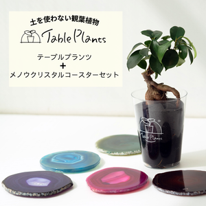 【土を使わない観葉植物】 テーブルプランツ(Table Plants) ×カラフルCRYSTAL COASTERセット