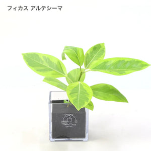 【土を使わない観葉植物】テーブルプランツ (Table Plants) フィカス(ゴムの木)