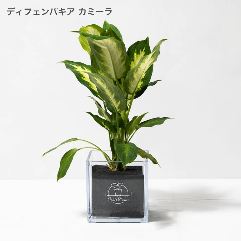 【土を使わない観葉植物】暑さに強いテーブルプランツ キューブ (Table Plants CUBE)