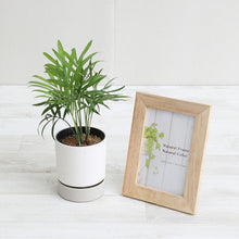 画像をギャラリービューアに読み込む, kaorimaru テーブルヤシ 2.5号 香り付き観葉植物
