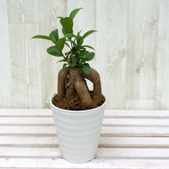 ガジュマル 4号 室内におすすめ 観葉植物