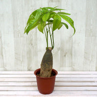 【室内におすすめ 観葉植物】パキラ 4号