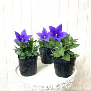 【予約商品：9/30発送】キキョウ・ブルー 花苗 3ポットセット