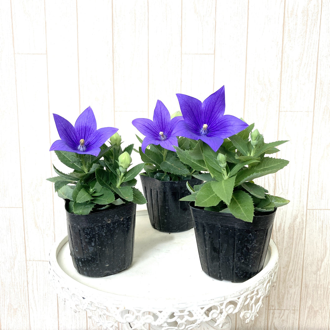 【予約商品：9/30発送】キキョウ・ブルー 花苗 3ポットセット