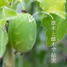 画像をギャラリービューアに読み込む, 【休眠中】アデニア・ケラマンサス KK5001 3.5号 塊根植物 夏型

