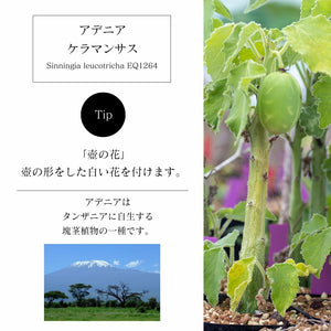 【休眠中】アデニア・ケラマンサス KK5001 3.5号 塊根植物 夏型